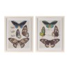 Framed Encyclopedia Butterfly Print (Set of 2)
