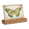 Framed Butterfly Tabletop Decor 9"L