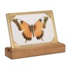 Framed Butterfly Tabletop D cor 9"L