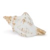 Whitewashed Coastal Seashell D cor (Set of 4)