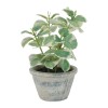 Potted Variegated Swedish Ivy 7"H
