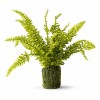 Fern Plant with Mossy Base 21"H