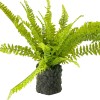 Fern Plant with Mossy Base 24"H
