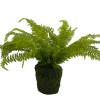 Fern Plant with Mossy Base 27"H