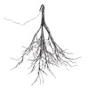 LED Flocked Twig Branch 5'H