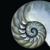 Empire Art Direct Frameless Free Floating Tempered Glass Art by EAD Art Coop - Pearly Nautilus