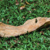 212 Main 17085 Teak Leaf Bowl