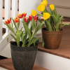 Novelty Manufacturing 10 in. Round Dolce Planter - Rust