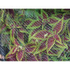 De Witt Company Dewitt 14 ft.x14 ft. Bird Barricade Deluxe Netting .25 in. mesh