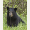 72 H Bear Screen