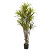 5 ft. Dracaena Silk Tree