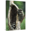 Global Gallery 24 x 36 in. Raccoon Two Babies Playing in Tree North America Art Print - Konrad Wothe