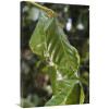 Global Gallery 24 x 36 in. Weaver Ant Nest in Rainforest Havelock Island India Art Print - Konrad Wothe