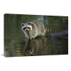 Global Gallery 20 x 30 in. Raccoon Wading Through Shallow Water North America Art Print - Konrad Wothe