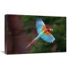 Global Gallery 16 x 24 in. Red & Green Macaw Flying, Mato Grosso Do Sul, Brazil Art Print - Pete Oxford