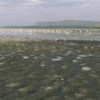 Flock of flamingos in a lake Lake Nakuru Great Rift Valley Lake Nakuru National Park Kenya Poster Print by - 36 x 12