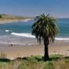 High angle view of palm trees on the beach Refugio State Beach Santa Barbara California USA Poster Print by - 36 x 12