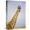 12 x 18 in. Masai Giraffe Portrait Masai Mara National Reserve Kenya Art Print - Gerry Ellis