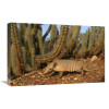 16 x 24 in. Yellow Armadillo Walking Beneath A Cactus Caatinga Habitat South America Art Print - Pete Oxford
