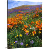 30 x 40 in. California Poppy & Other Wildflowers Growing on Hillside, Spring, Antelope Valley, California - Vertical Crop Art Print - Time Fitzharris