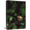 12 x 18 in. Pacific Tree Frog Pacific Coast North America Art Print - Gerry Ellis