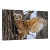40 in. Fledgling Owl Art Print - Vic Schendel