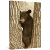 24 x 36 in. Asiatic Black Bear Four Month Old Cub Resting in Tree Sichuan China Art Print - John Holmes
