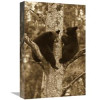12 x 18 in. Black Bear Two Cubs in Tree Orr Minnesota Art Print - Matthias Breiter