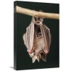 16 x 24 in. Leaf-Nosed Bat Amazon Ecuador Art Print - Murray Cooper
