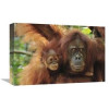 12 x 18 in. Sumatran Orangutan Mother with Young Gunung Leuser National Park Northern Sumatra Indonesia Art Print - Thomas Marent