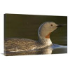 20 x 30 in. Red-Throated Loon in Water Alaska Art Print - Michael Quinton