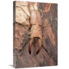 16 x 24 in. Stag Beetle Sarawak Borneo Art Print - Mark Moffett