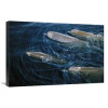 20 x 30 in. Bottlenose Whale Pod Surfacing Nova Scotia Canada Art Print - Flip Nicklin