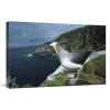 20 x 30 in. Bullers Albatross Investigating Potential Nest Site Snares Islands New Zealand Art Print - Tui De Roy