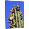 24 x 36 in. Cactus Wren Singing Atop Cardon Cactus El VIzcaino Biosphere Reserve Mexico Art Print - Cyril Ruoso