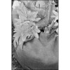 De Witt Company 4 ft.x250 ft. Burlap Bulk 5.5oz