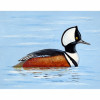 Betsy Drake Hooded Merganser Place Mat - Set of 4