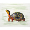 Betsy Drake Happy Turtle Place Mat - Set of 4