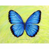 Betsy Drake Dicks Blue Morpho Door Mat Small