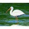 Betsy Drake Dicks White Ibis Door Mat Large