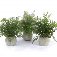 Potted Fern Plant in Grey Pot (Set of 3)