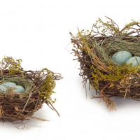 Birds Nest with Eggs (Set of 12)