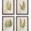 Framed Fern Print (4 Asst) 17.75