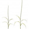 Foxtail (Set of 2) 39