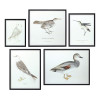 Bird Print Frame (Set of 5) 15.75