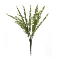 Fern Bush 22