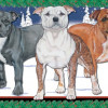 Pipsqueak Productions Holiday Boxed Cards- Staffordshire Bull Terrier