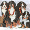 Pipsqueak Productions Holiday Boxed Cards- Bernese Mountain Dog