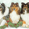 Pipsqueak Productions Holiday Boxed Cards- Shetland Sheepdogs