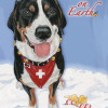 Pipsqueak Productions Greater Swiss Mountain Dog Christmas Boxed Cards - Pack of 10